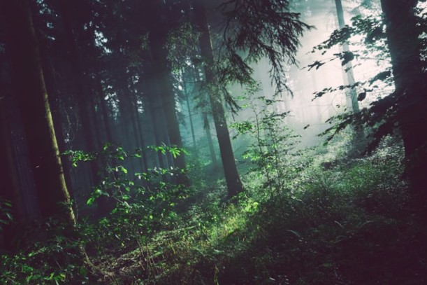 Misty forest with golden sunbeams shining between tall tree trunks and green undergrowth